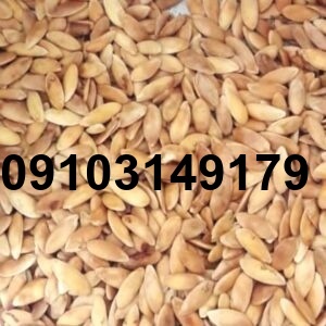 قیمت تخمه کدو در بازار تهران [بروزرسانی امروز]_9