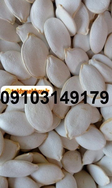 قیمت تخمه کدو چینی_2
