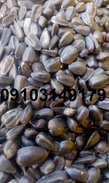 قیمت عمده تخمه آفتابگردان درجه یک_2
