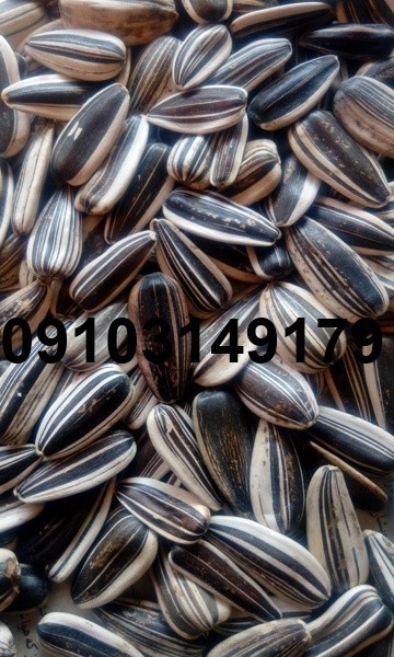 قیمت عمده تخمه آفتابگردان درجه یک_6