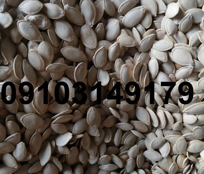 قیمت عمده تخمه کدو گوشتی خام_6