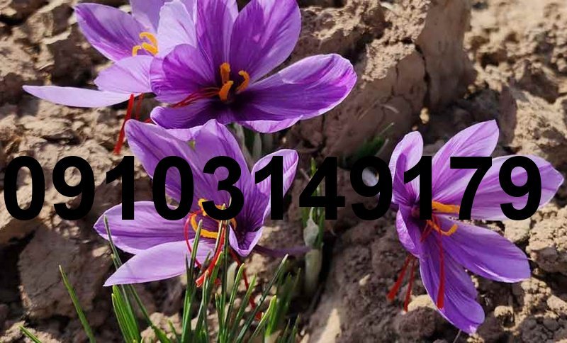 خرید زعفران قائنات از کشاورز_6